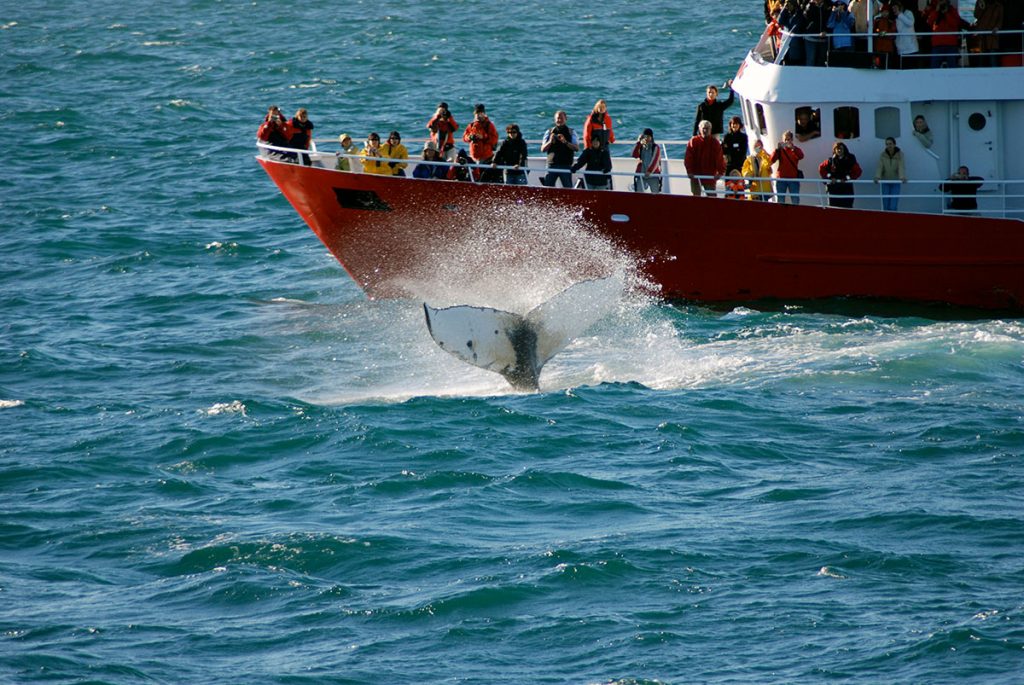 Whale Watching Classic