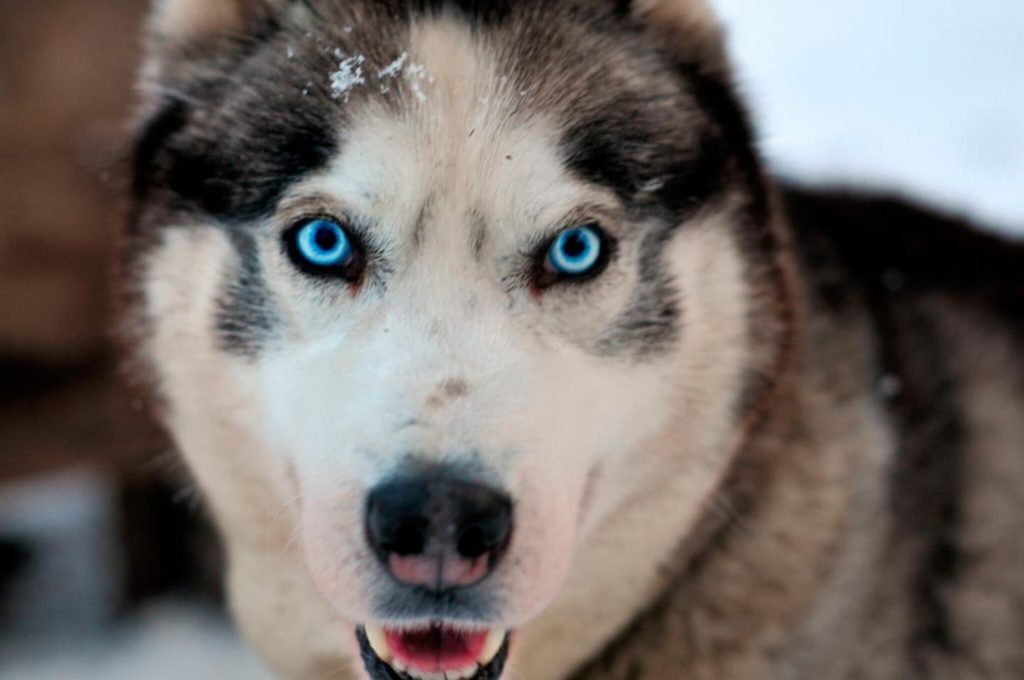 close up of husky dog