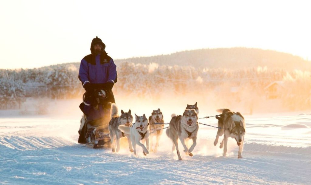 husky ride across snow