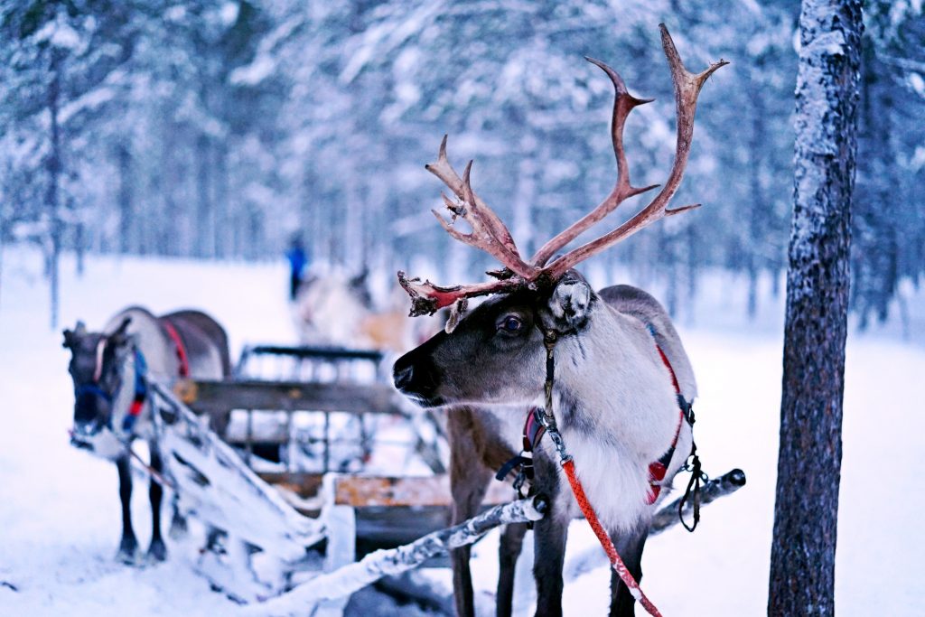 reindeer pulling a sleigh in lapland