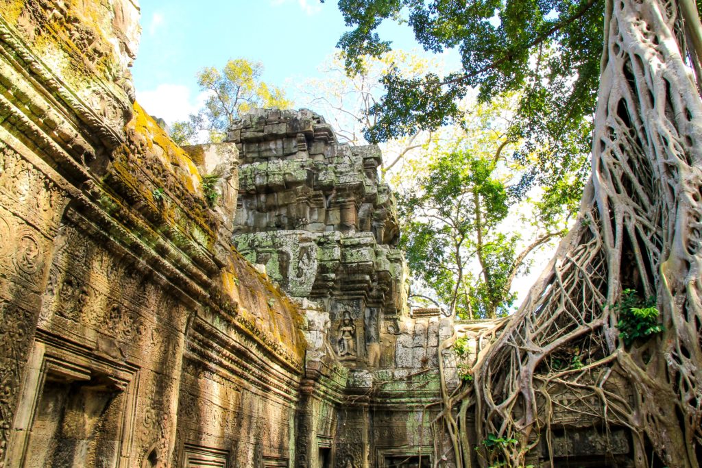 temple and creepers in cambodia