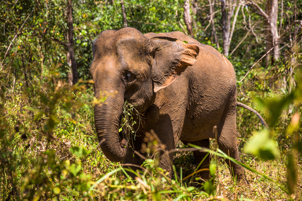 elephant on a wildlife holiday in cambodia