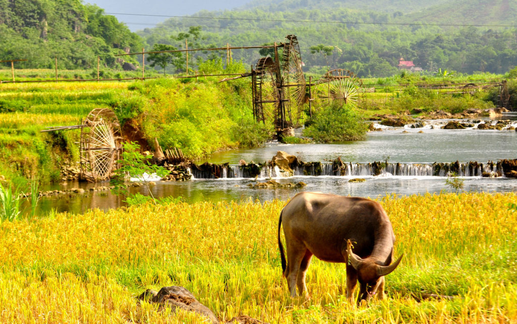 waterwheel in puluong vietnam