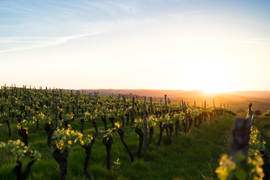 vineyard in gascony