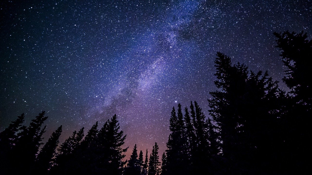 starry night sky and tall trees