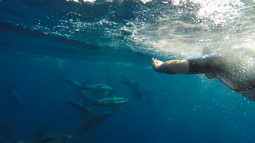 swimming with dolphins on a wildlife holiday