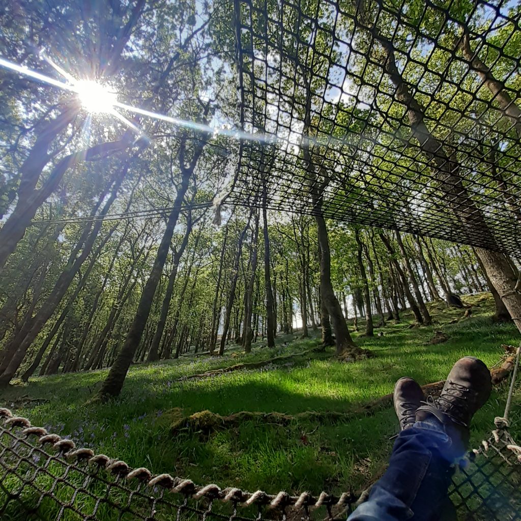 man in hammock looking up at tree tops