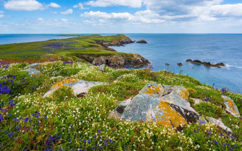 Wild Atlantic coast line with wild flowers