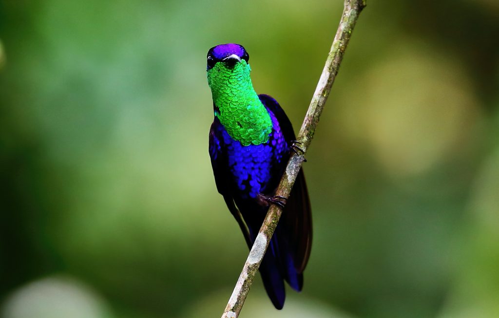 hummingbird in costa rica