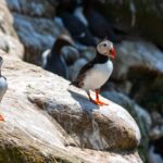 puffins on the coast of ireland