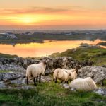 sheep on coast of ireland at sunset