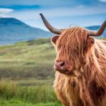 highland cow in scotland