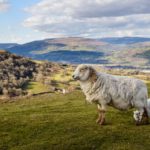 sheep in the green hills of Wales