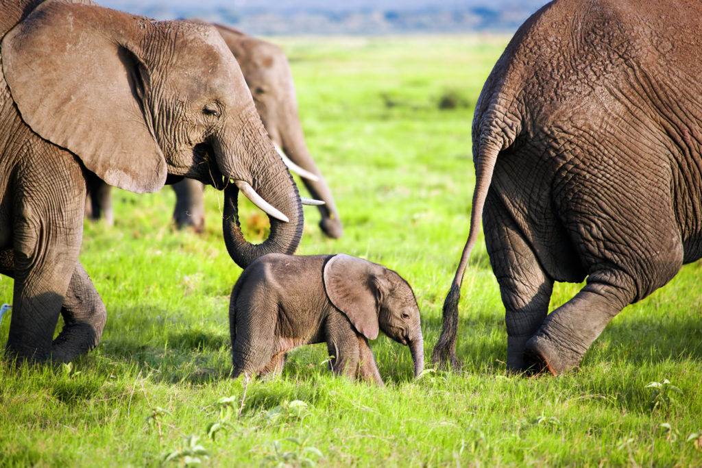 baby elephant with adults on a wildlife holiday