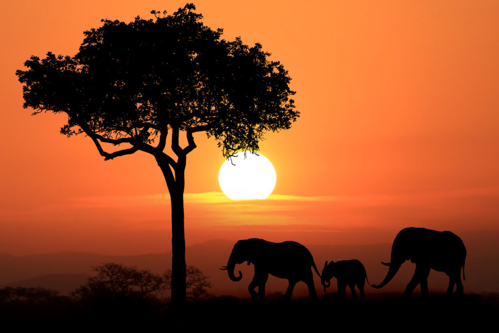 three elephants and a tree silhouetted in south africa