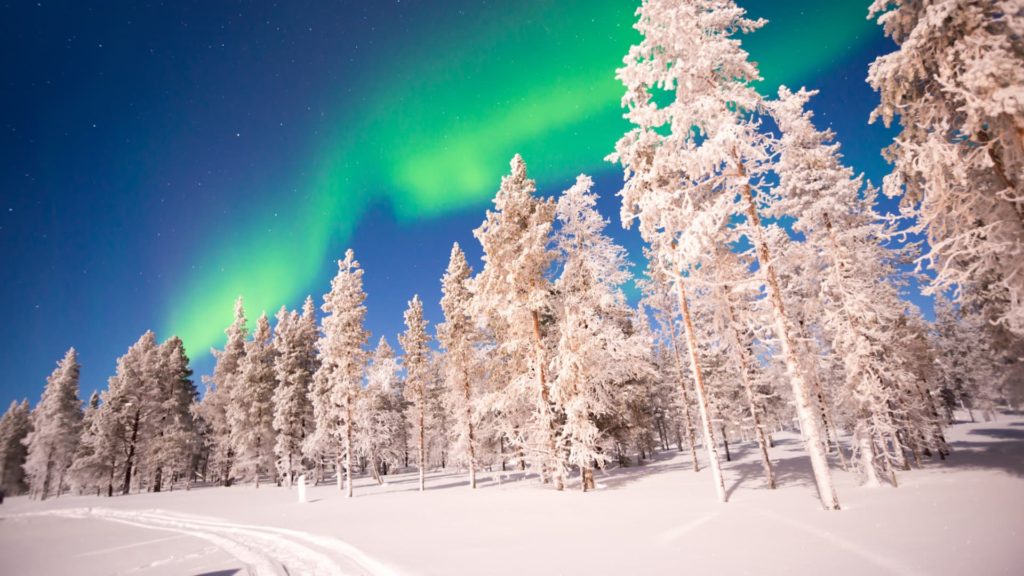 snow covered trees under northern lights in lapland