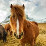 wild horses in iceland field