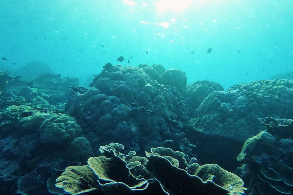 coral reef impacts of ecotourism