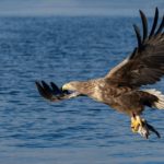 an eagle in norway