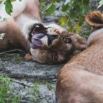 lion rolling over in etosha national park