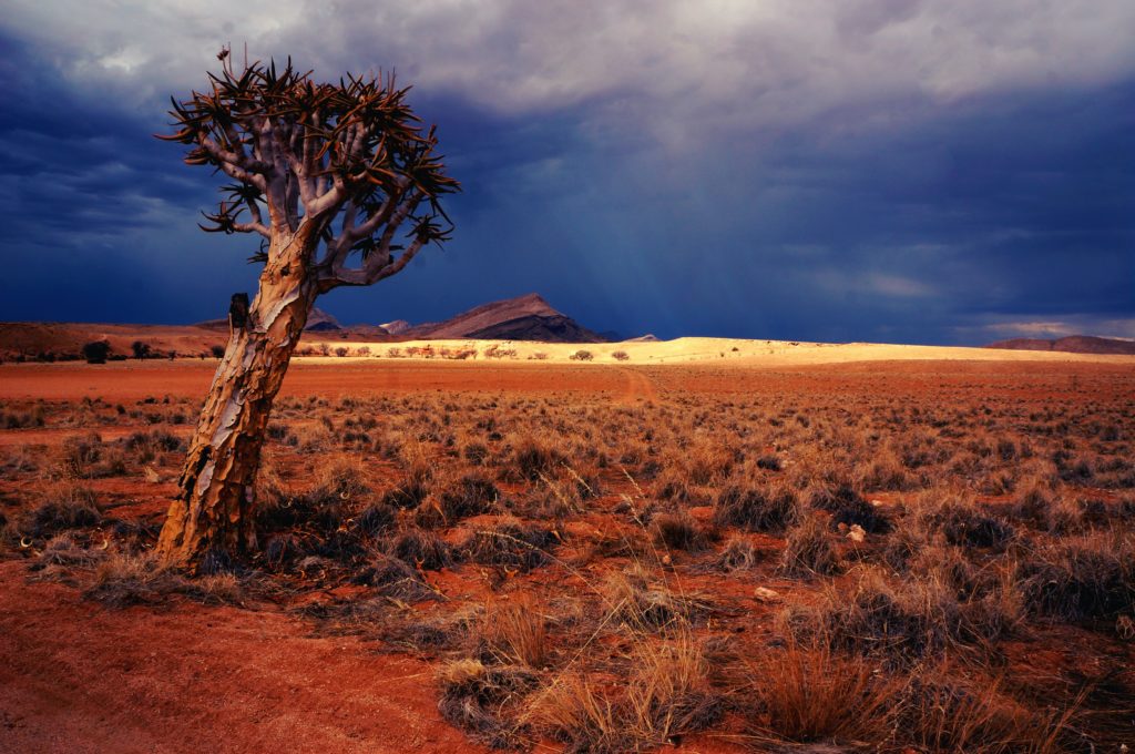 tree standing in the namibian desert