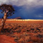 tree standing in the namibian desert