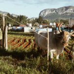 cow and farmer in cuba