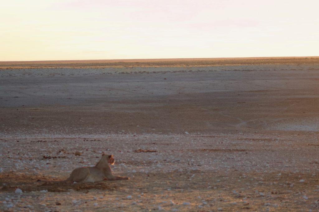 lion at sunrise in namibia