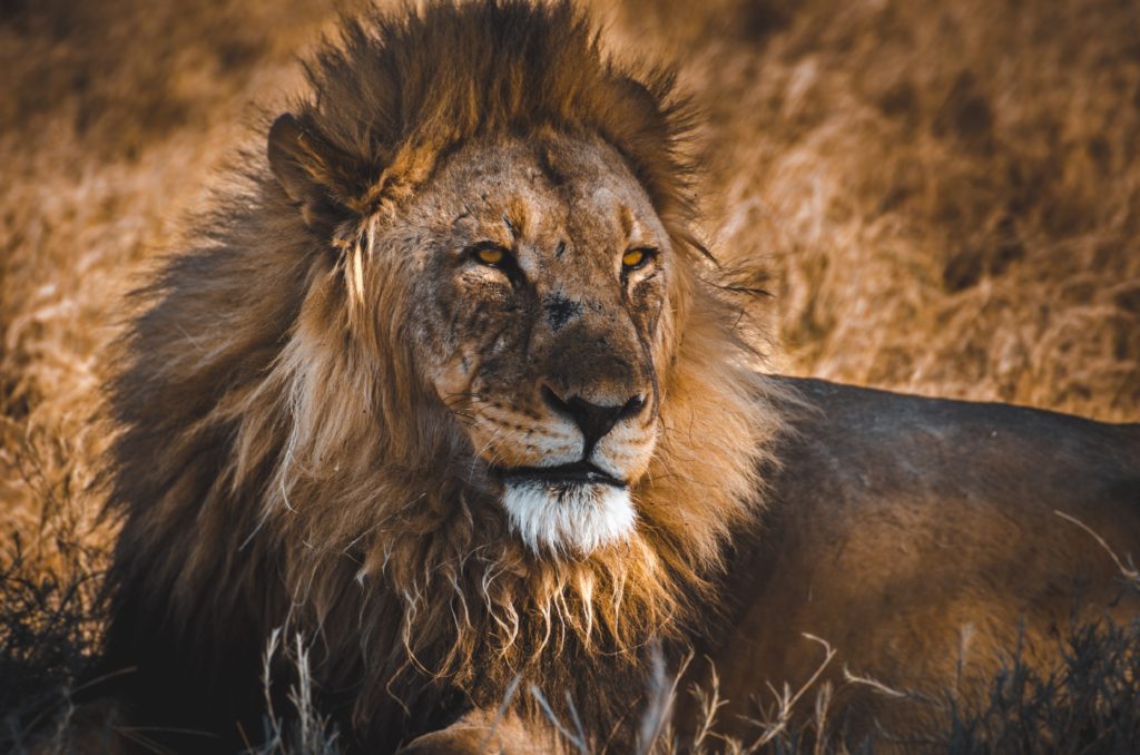 male lion in namibia