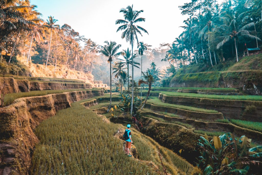 person travelling in rice fields