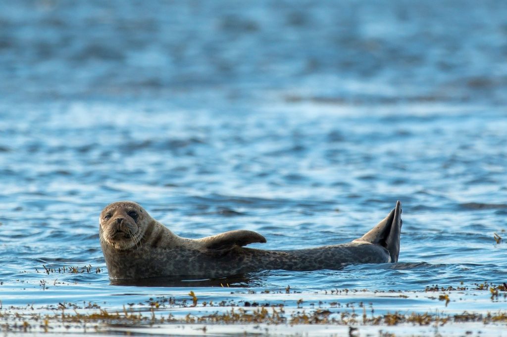 seal in a loch in scotland