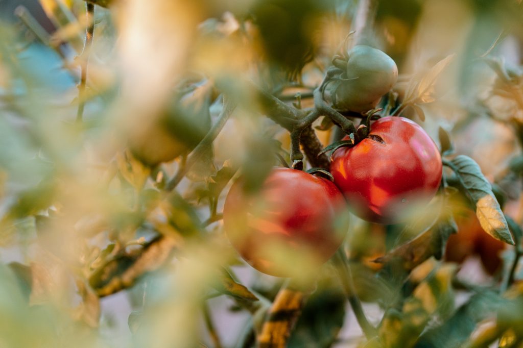 fresh tomatoes on a vine