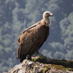 griffon vulture in the french pyrenees