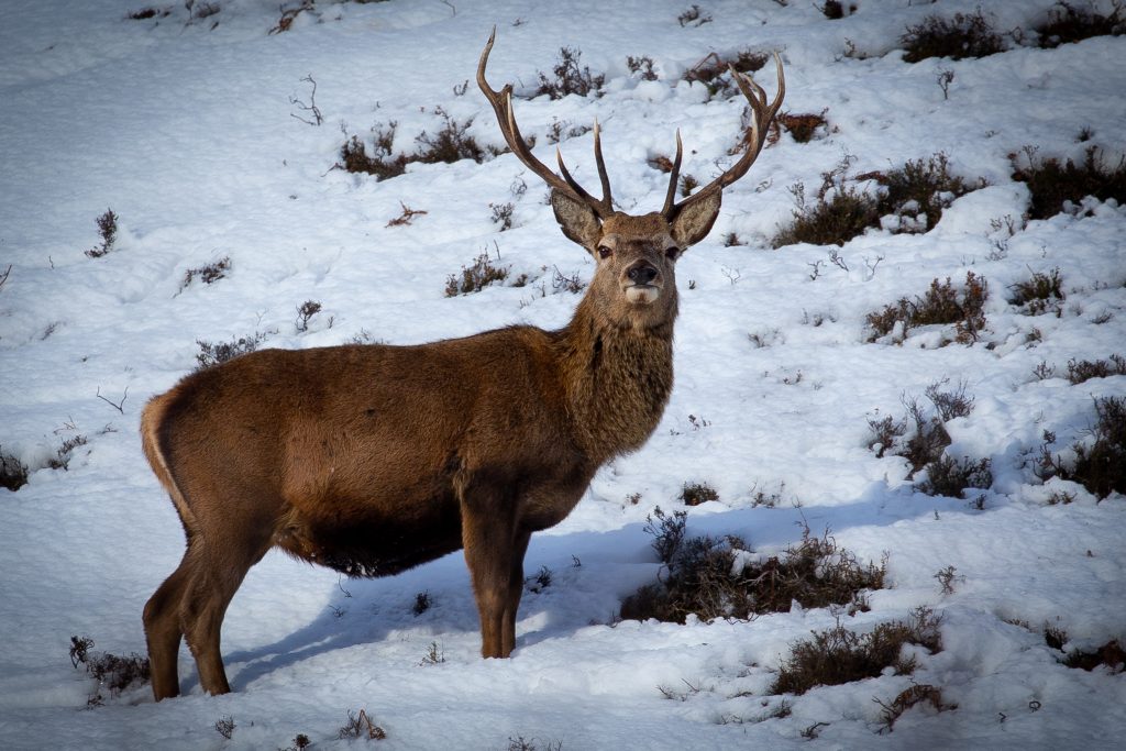 red deer in the snow in scotland