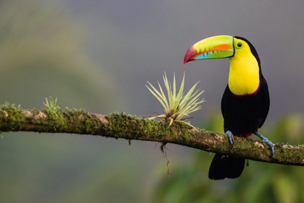 spotting toucans on a wildlife holiday in costa rica