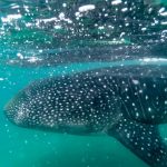 whale shark in mexico