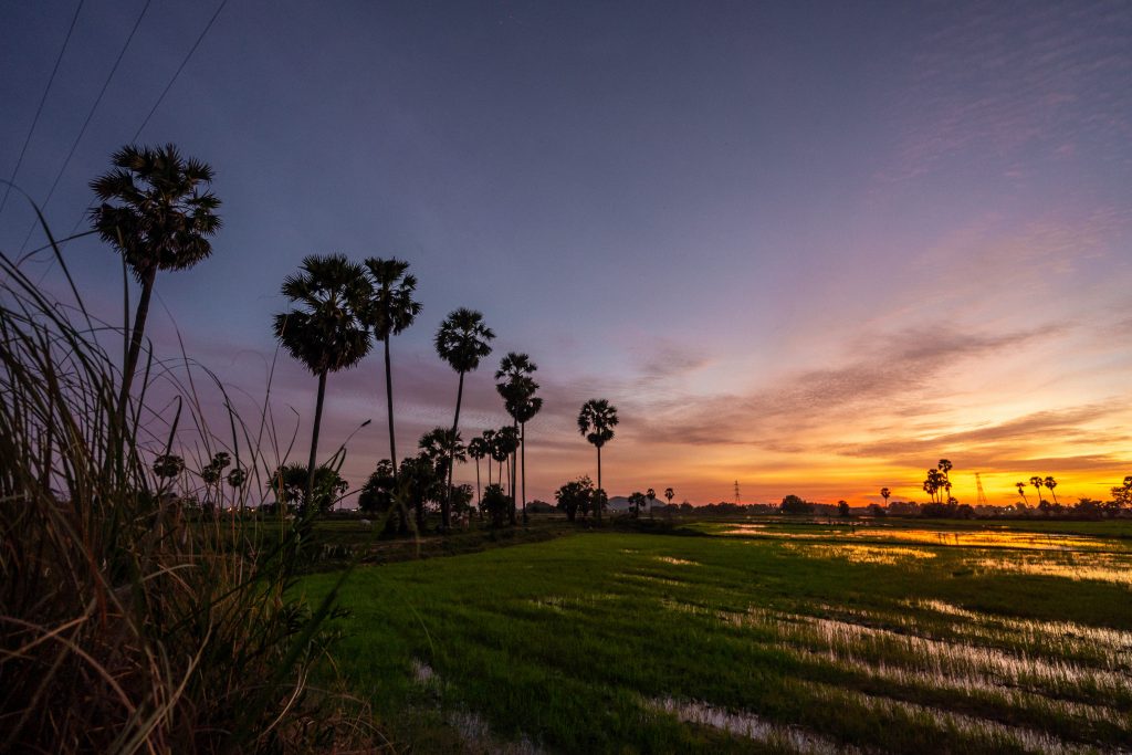 palm trees and rice paddies in cambodia