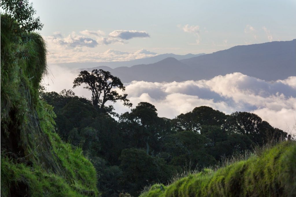 cloud forest in costa rica