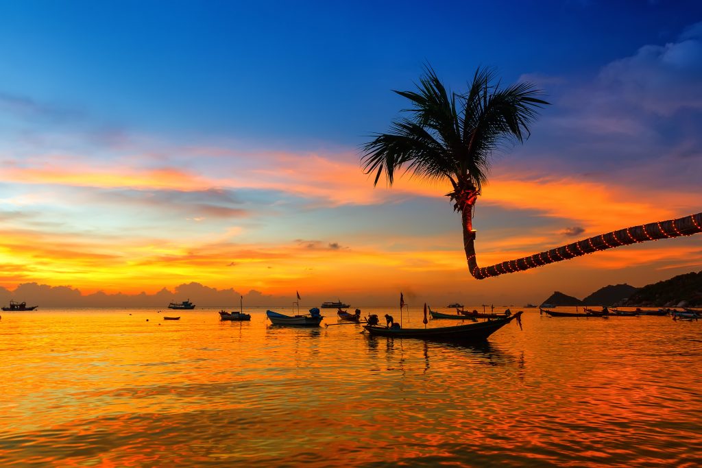 sunset and palm tree on koh tao thailand