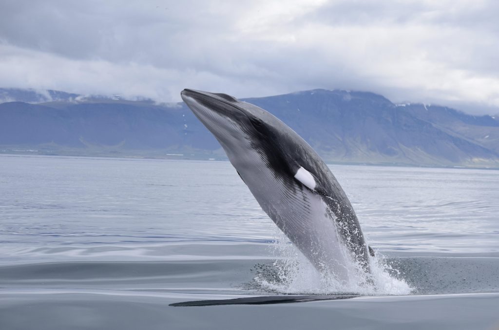 breaching whale in iceland