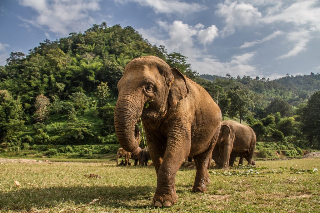 elephant in thailand