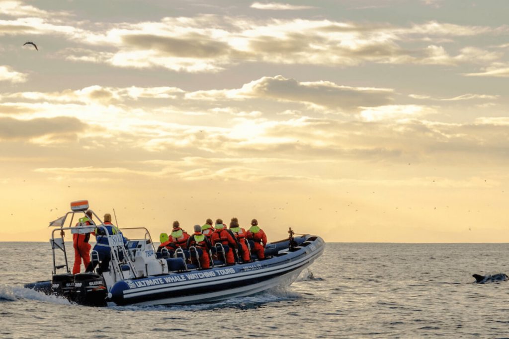 Akureyri whale watching