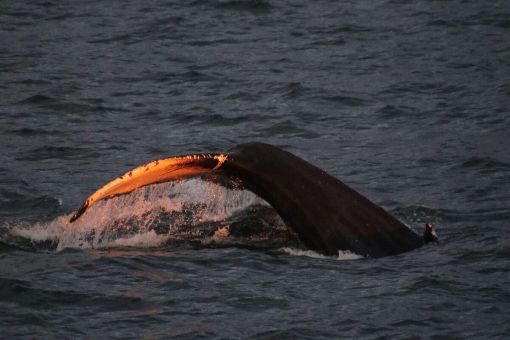 Akureyri whale watching