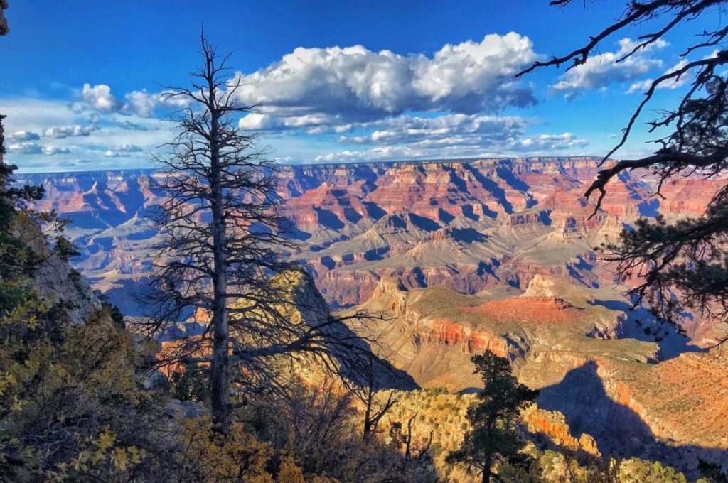 grand canyon and tree