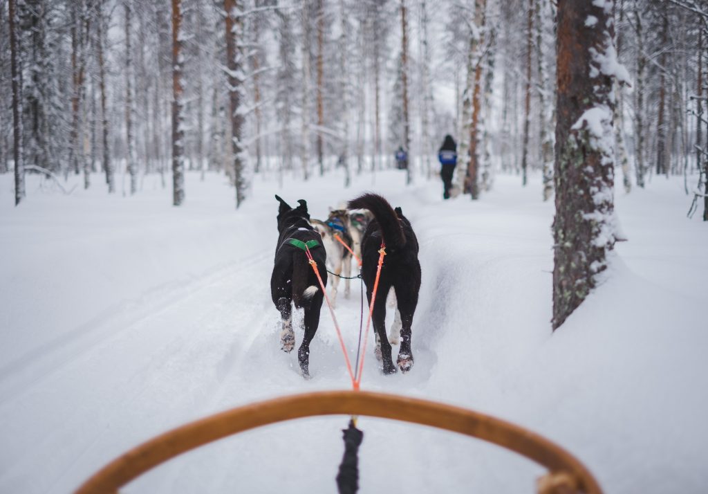 huskies in lapland