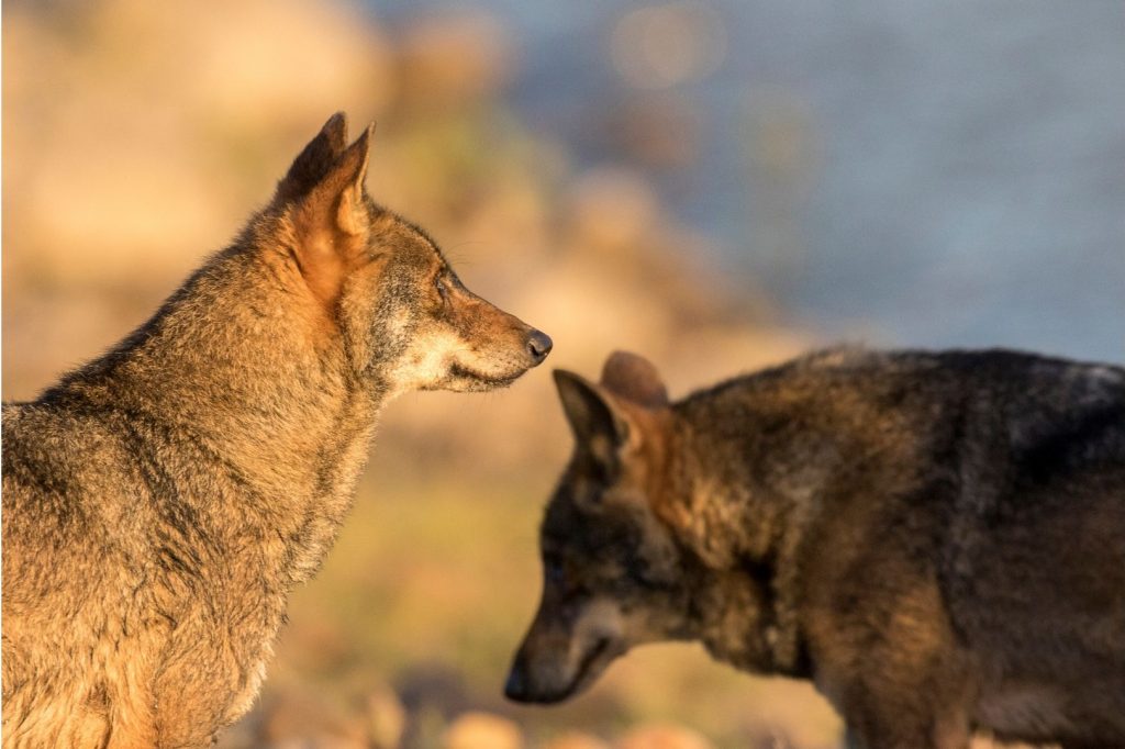 pair of wolves in geres national park portugal