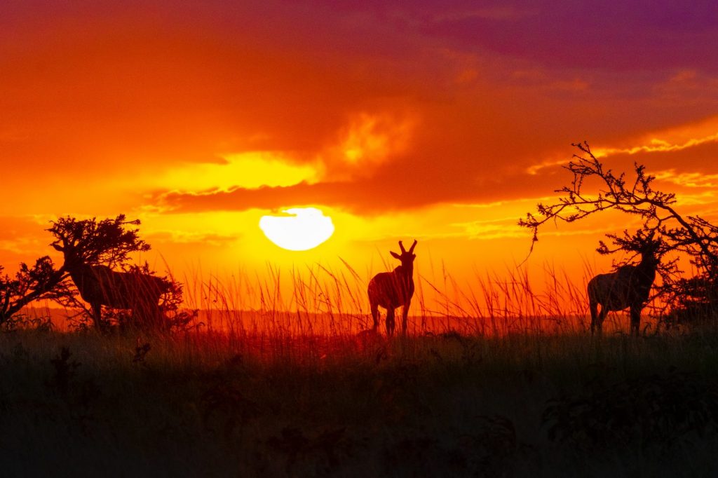 wildlife photography sunset