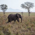 elephant in national park in uganda