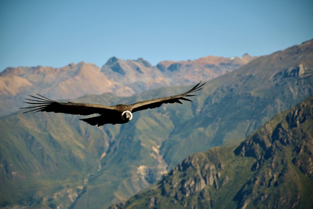 condor in the colca canyon