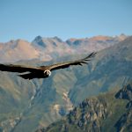 condor in the colca canyon